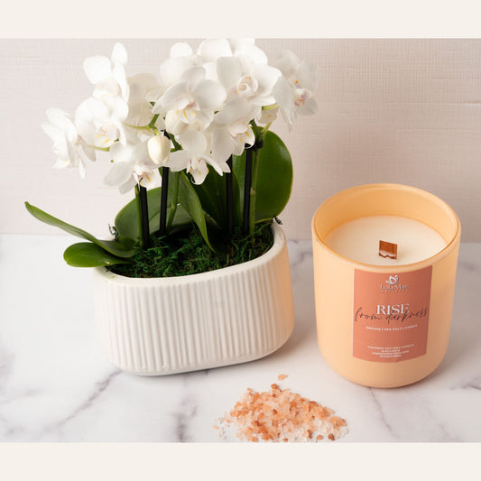Rise from Darkness - Coconut Soy Candle